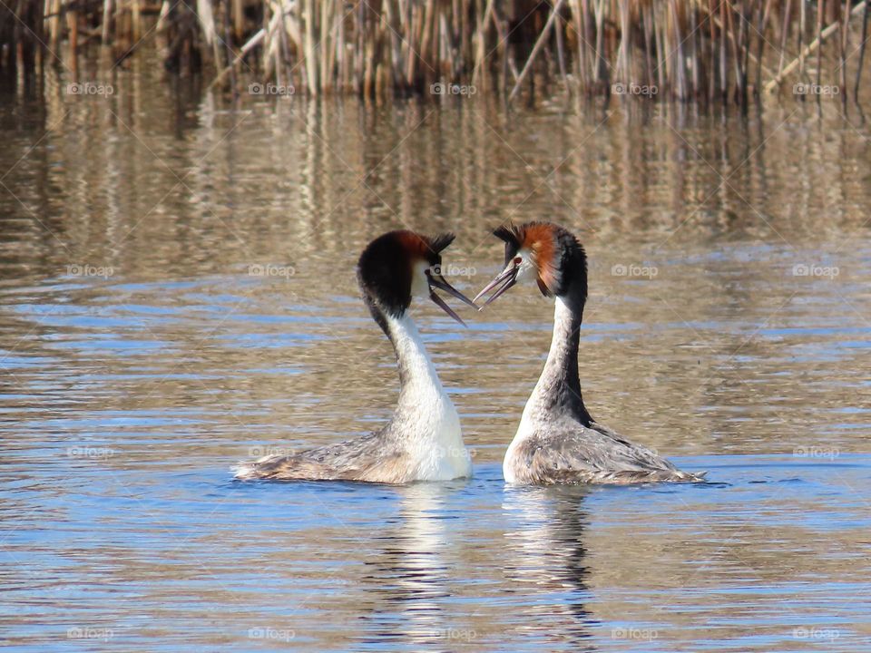 Great Crested Grebe Mating Dance