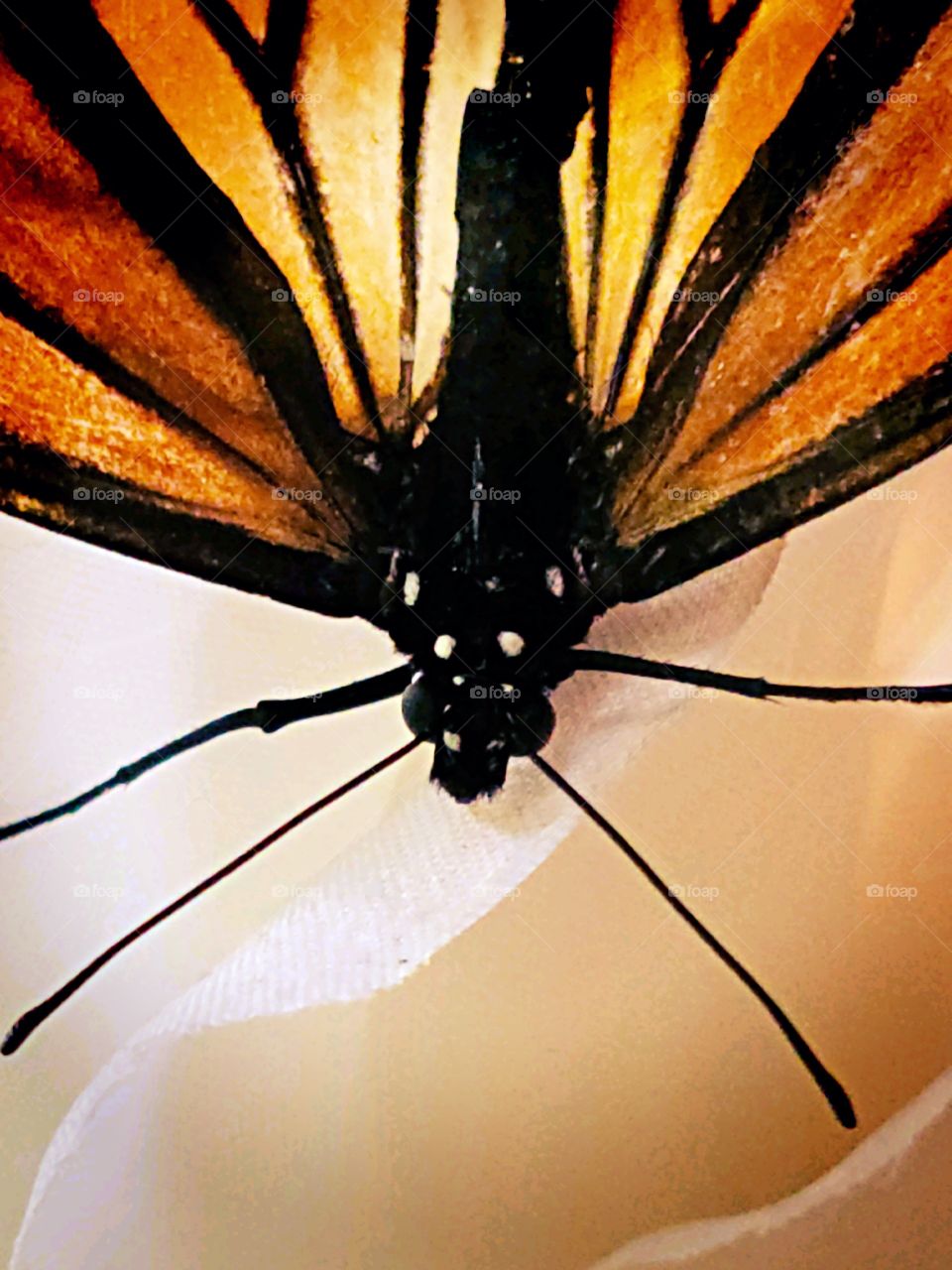 Monarch Butterfly - Mariposa Monarca
