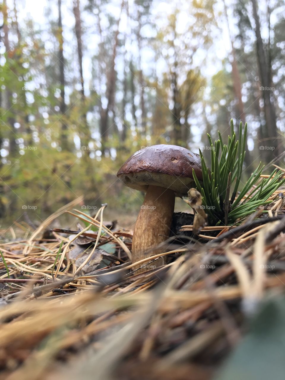 Autumn mushroom 