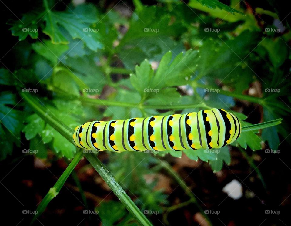 Striped neon caterpillar munching parsley in the Spring.