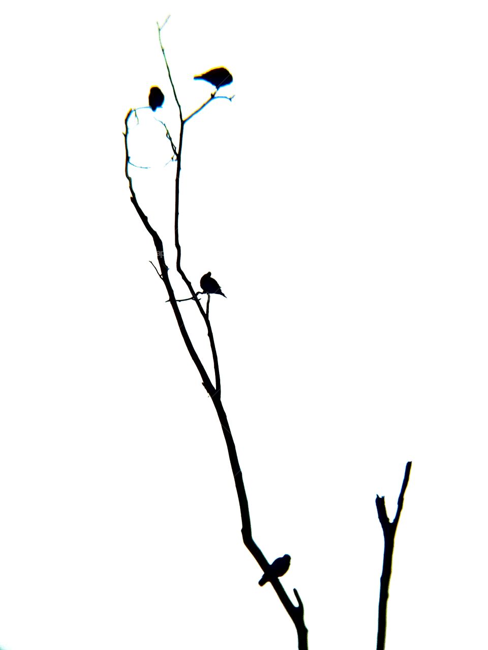 bird,white background