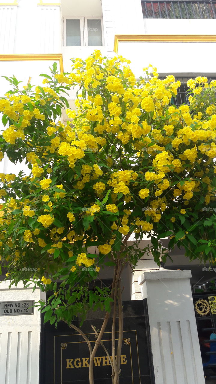 yellow flower tree