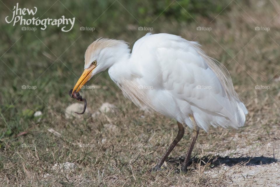 Cattle Egret eating a swamp snake