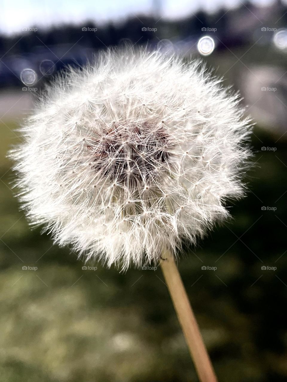 dandelion