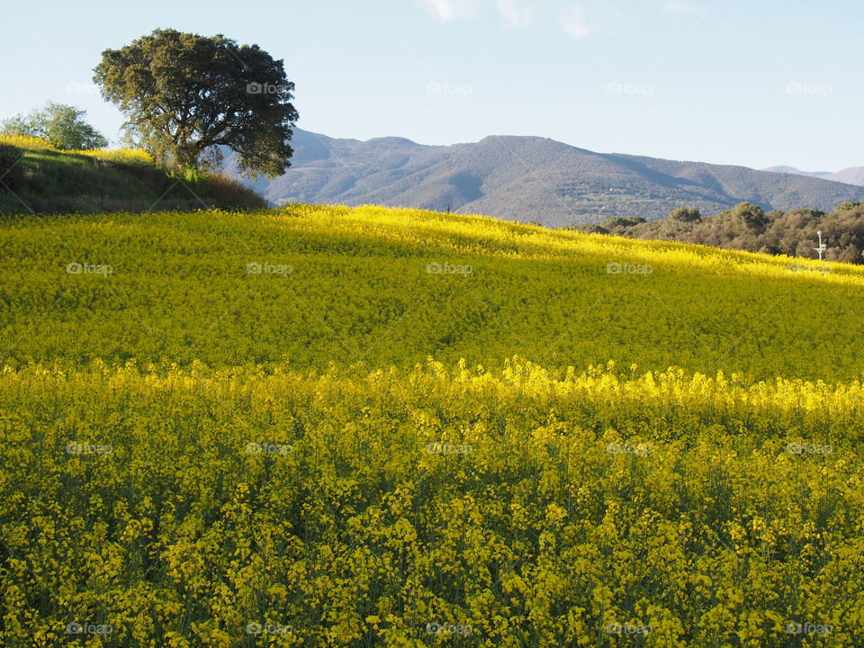 Field of yellow flowers and tree