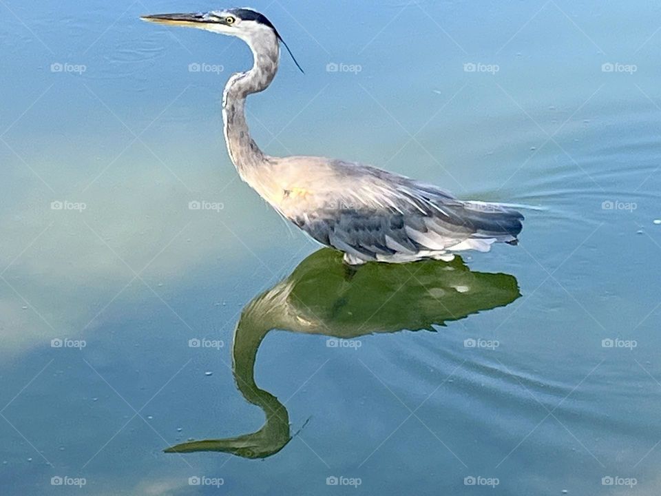 Great blue heron in water 