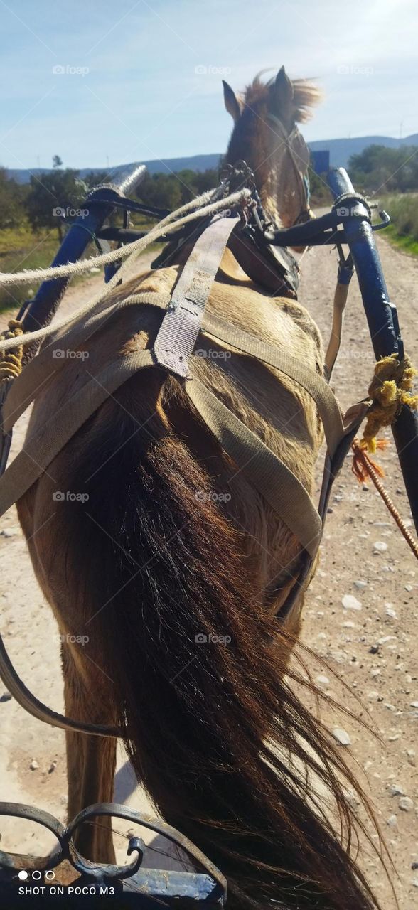 a horse on the road