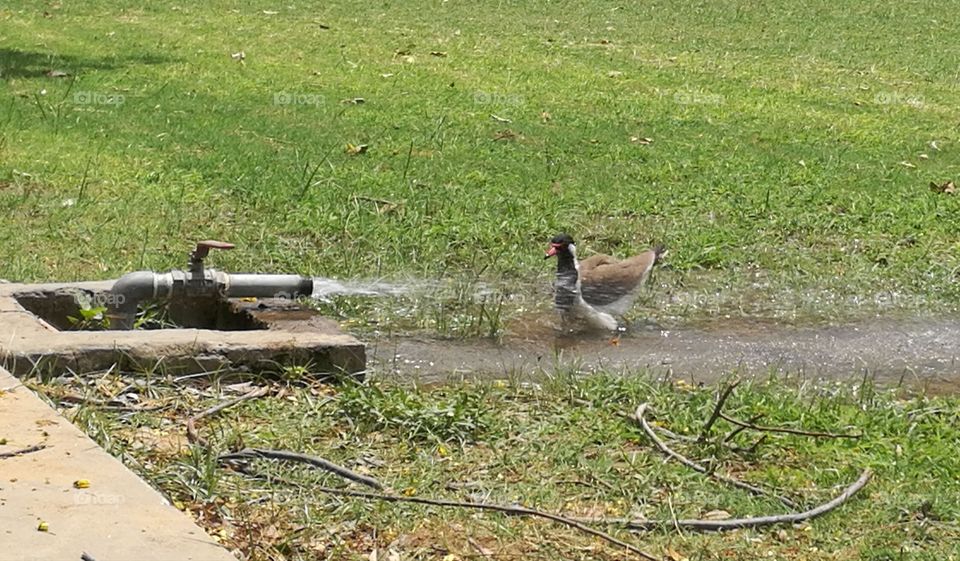 Bird bathing in water on a hot summer day