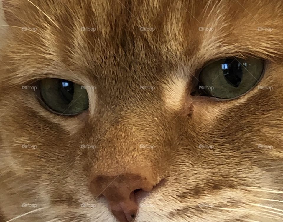 Through The Eyes of a Cat