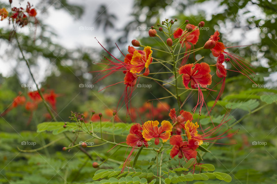 Beautiful red and yellow flowers in the garden