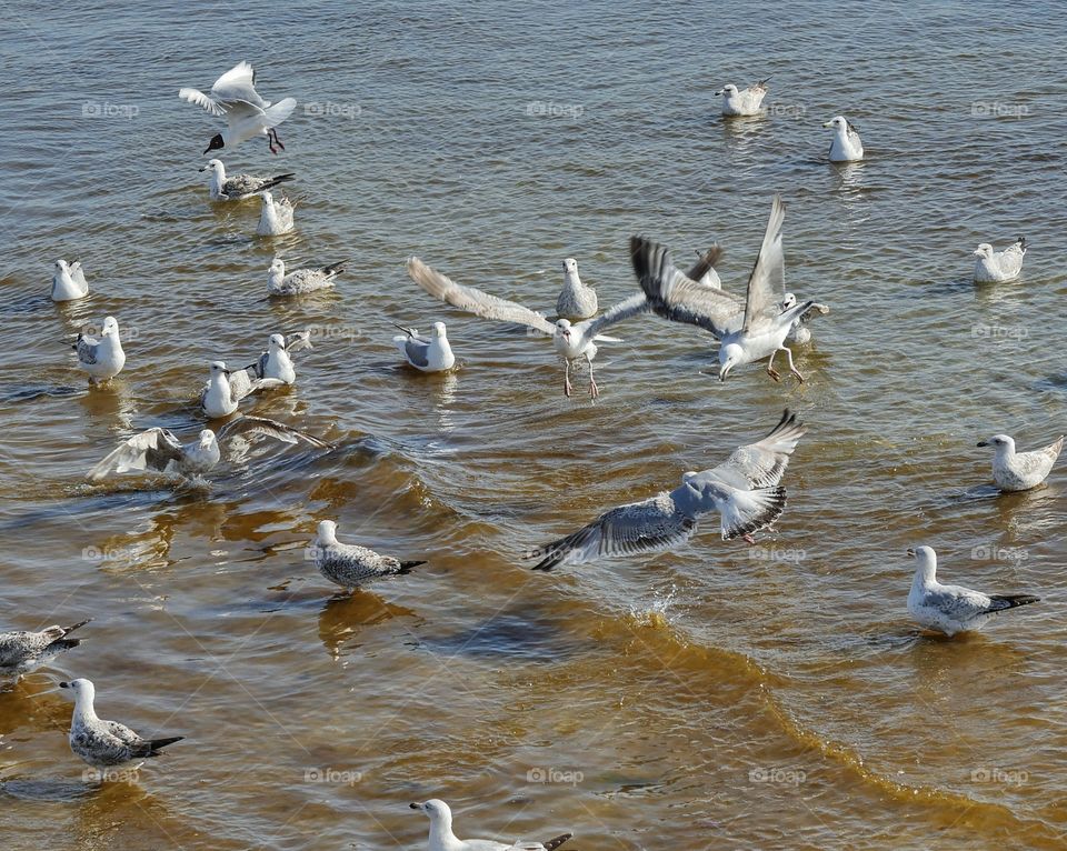 Seagulls