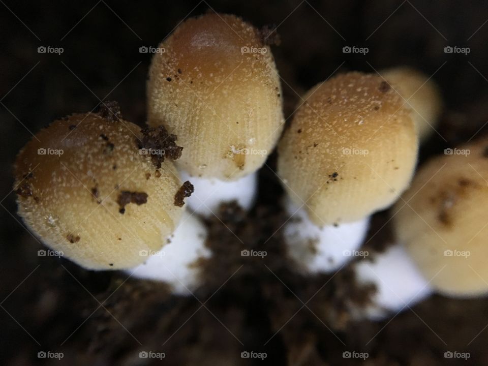 fungus