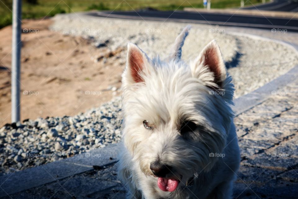 Westie
