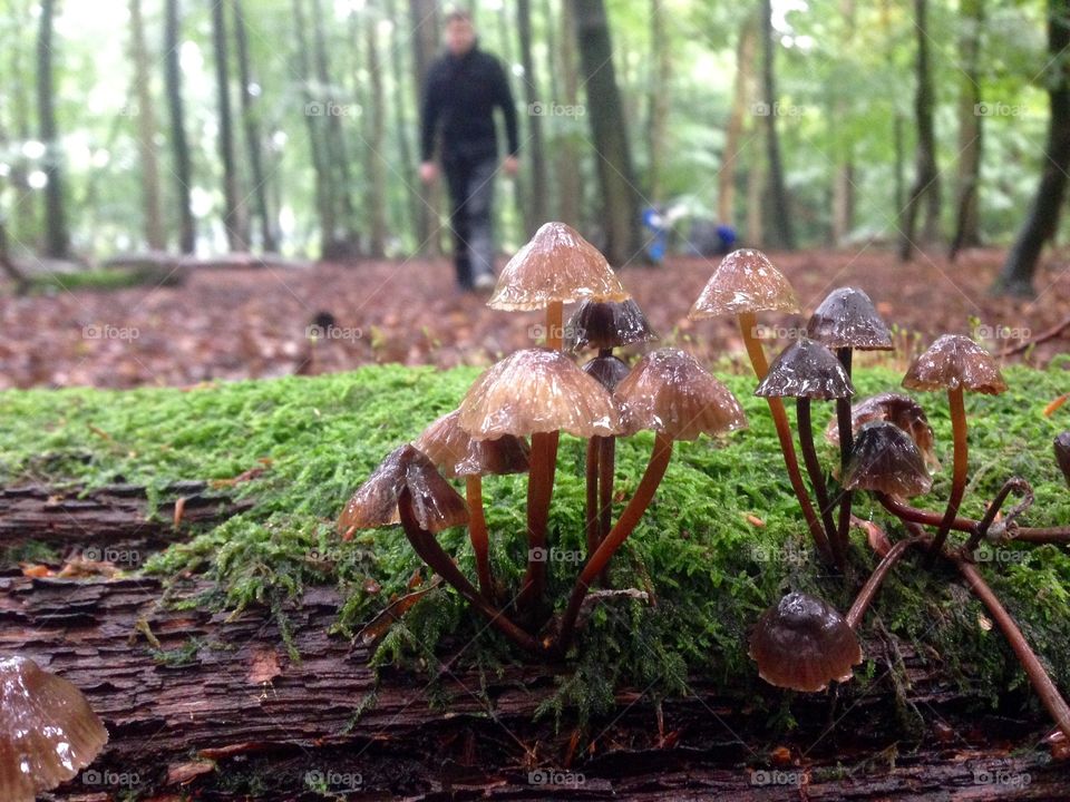 Mushroom mushroom 