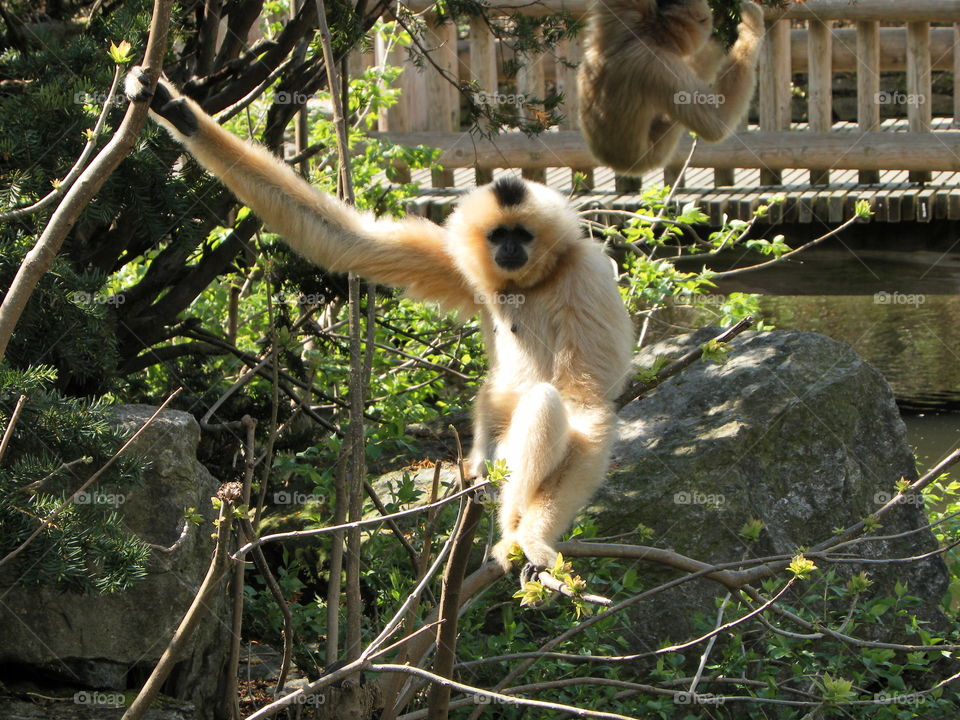 Gibbon just hanging out at the zoo