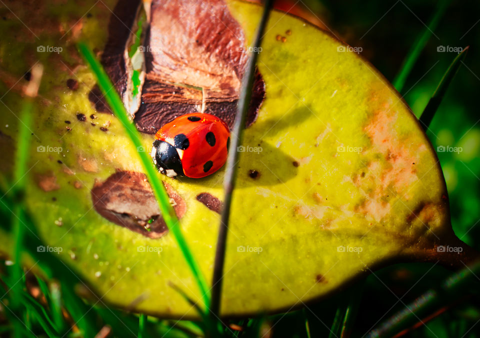 Lady chillin on leaf