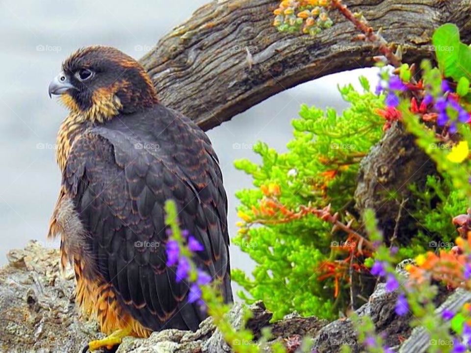 Peregrine Falcon