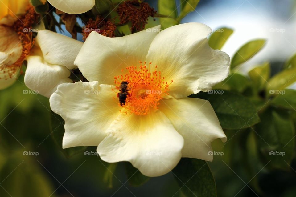 White flower and bee