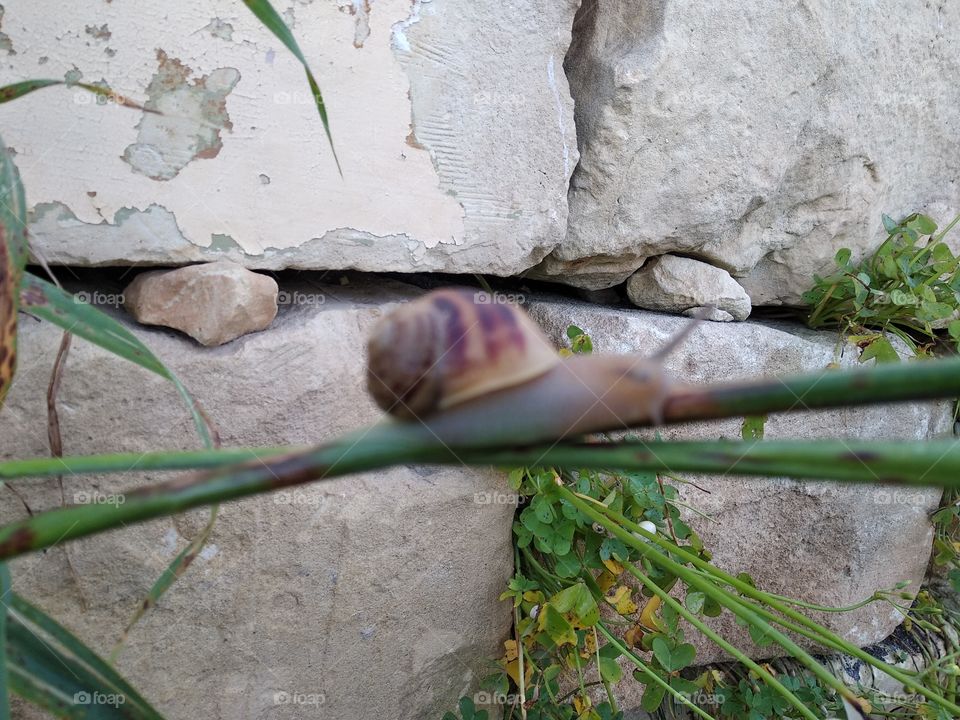 Snail