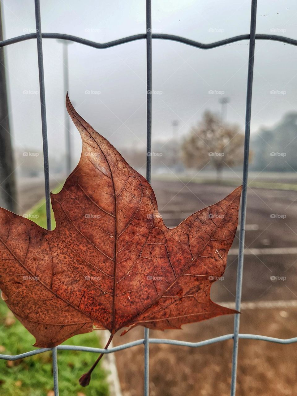 Autumn leaf