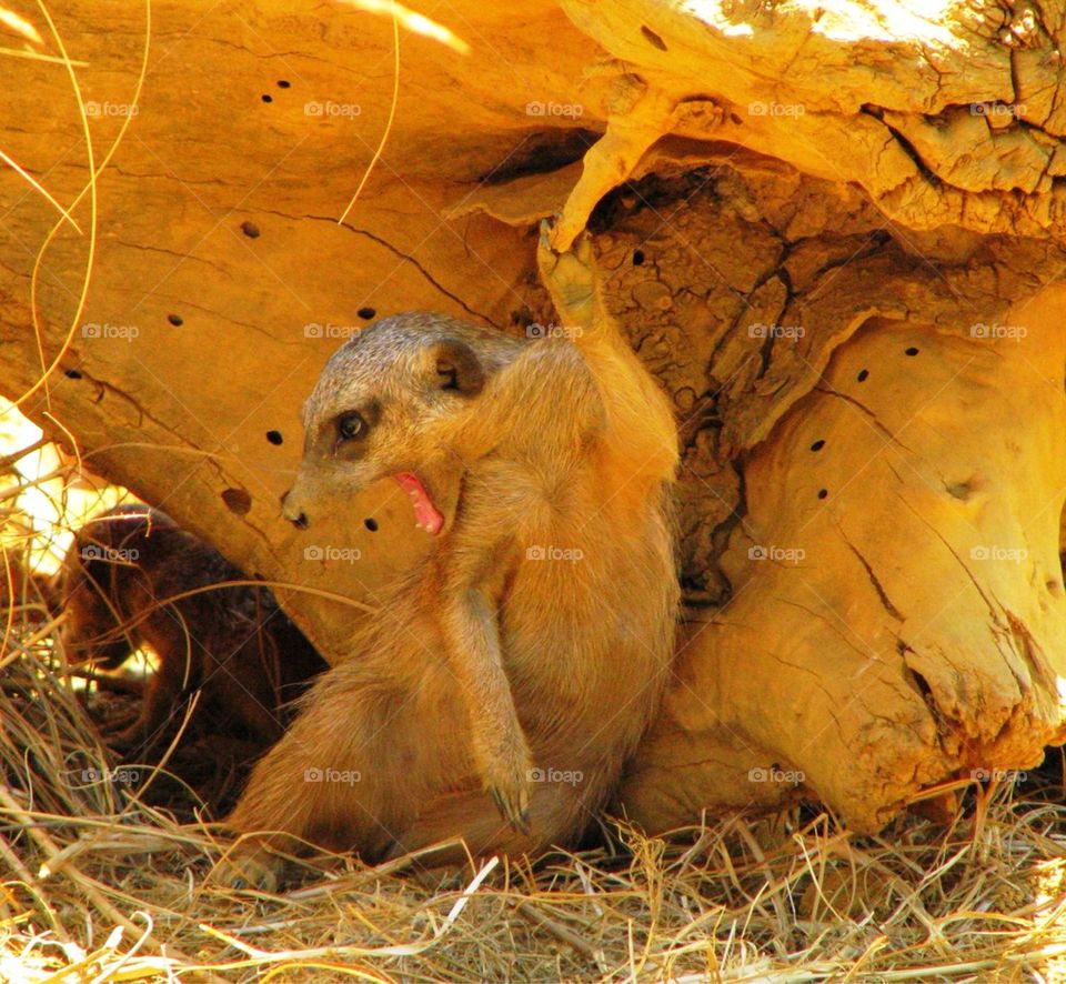 Meerkat yawn