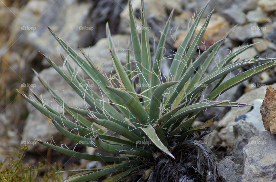 Close-up of plant