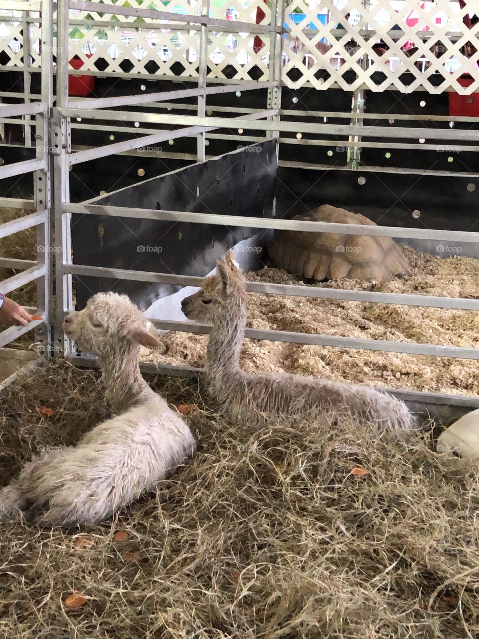 Llama llama baby llama