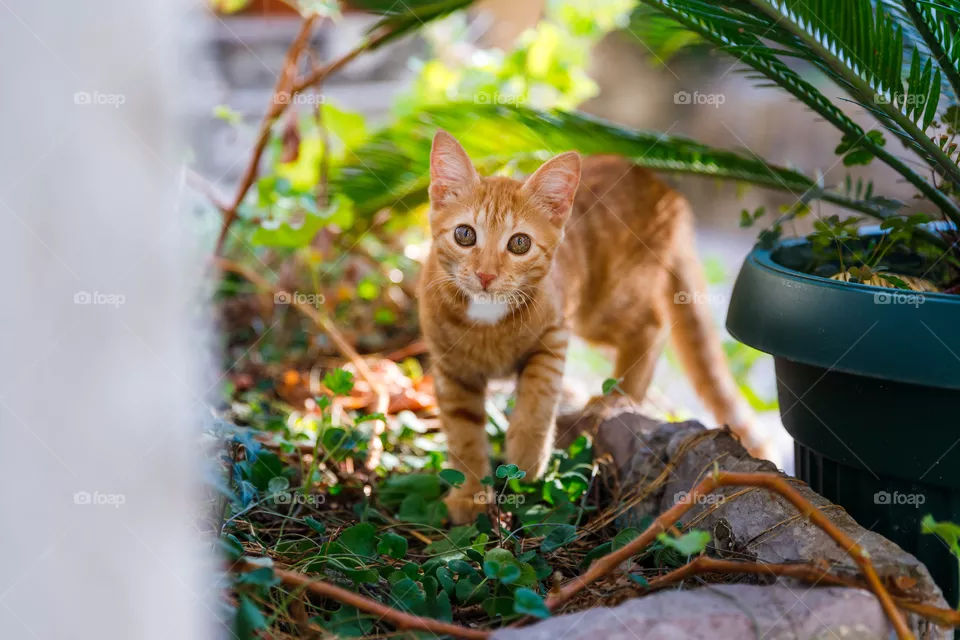 Kitten