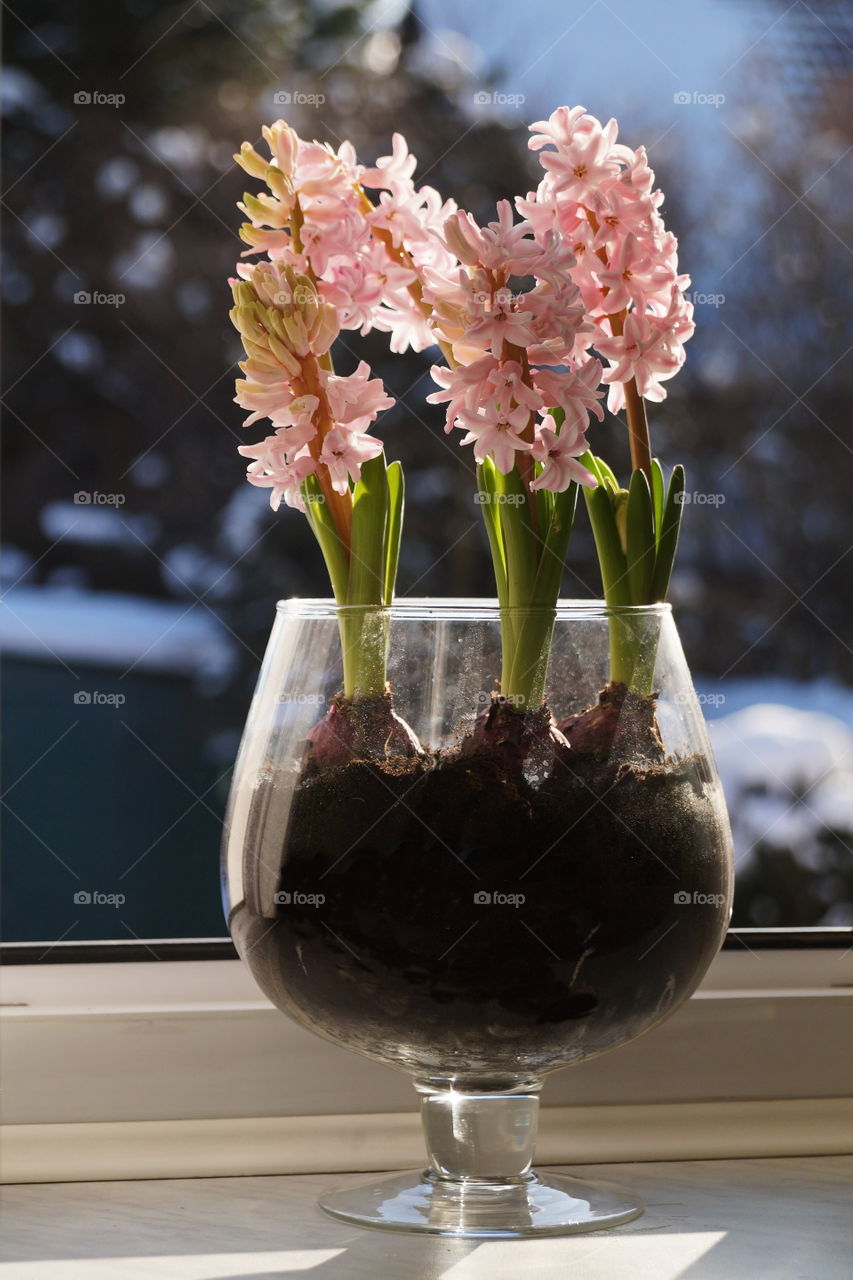 Pink hyacinth flowers bloom in a large glass goblet