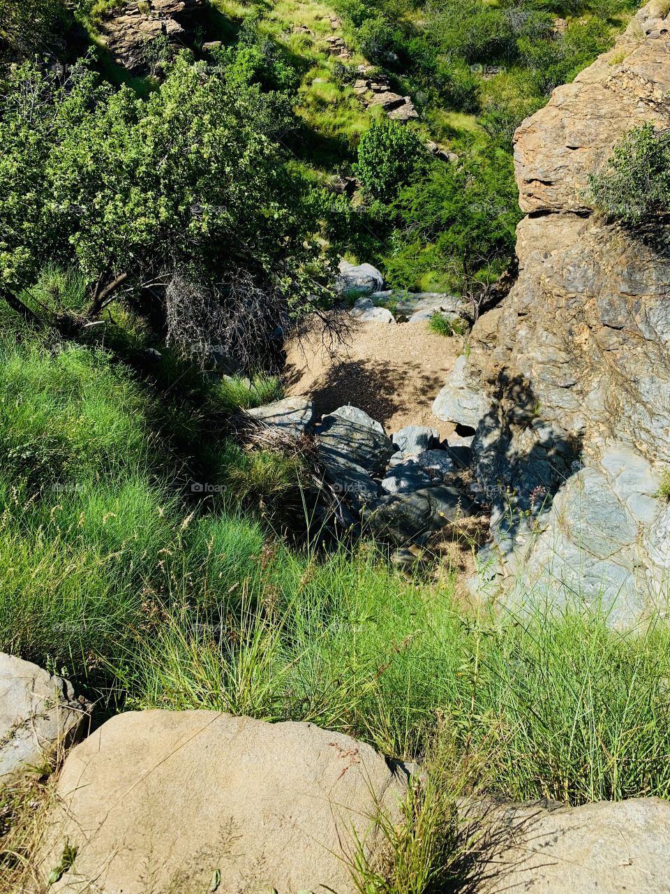 A forest in and over a deep valley in a rocky and mountainous area. Green trees and grass with deadwood.