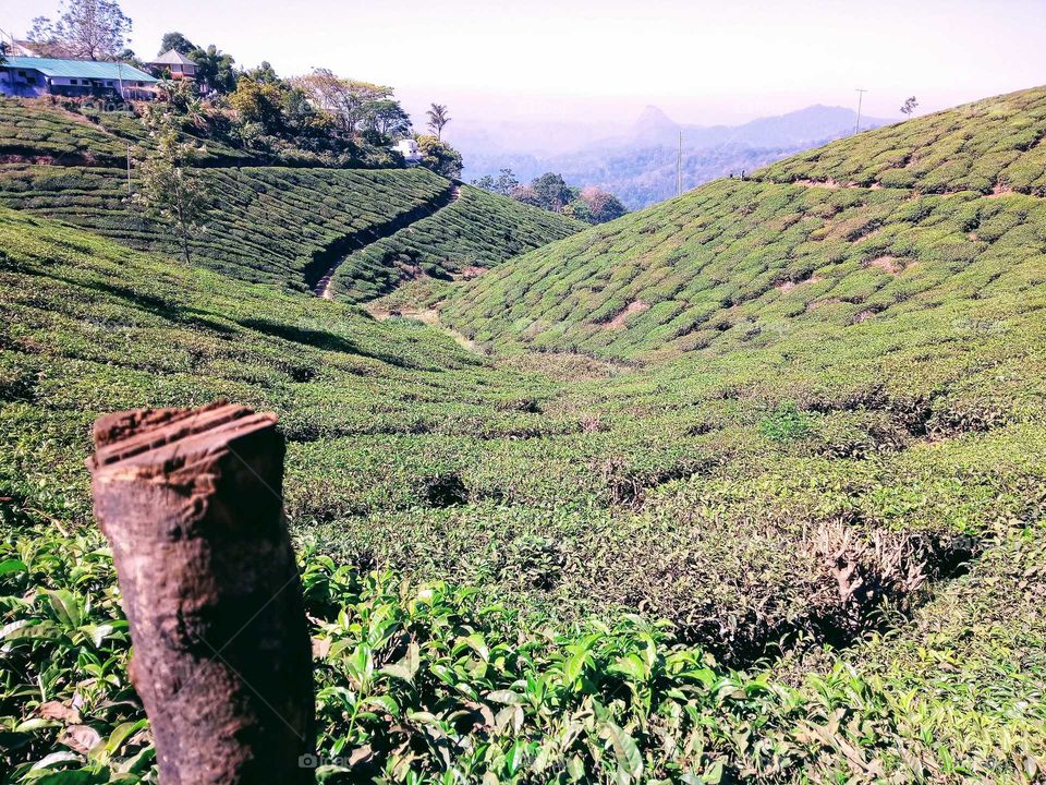 tea crop on hills