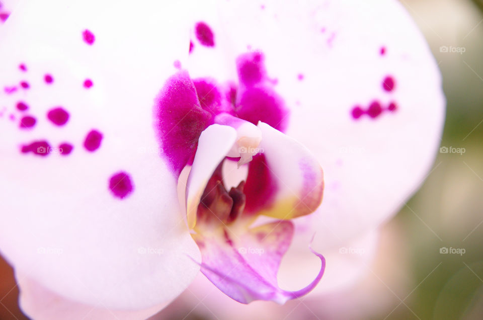 Macro orchid. 