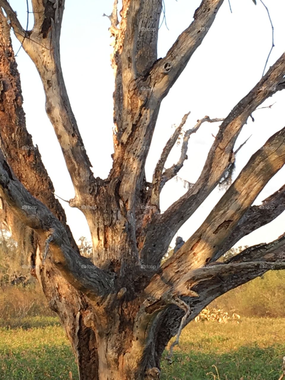Old weathered tree