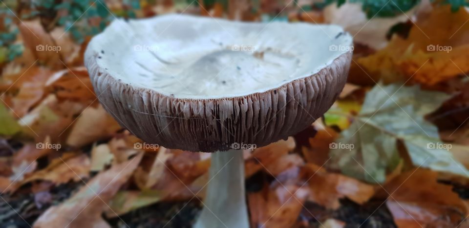 What a great big mushroom!