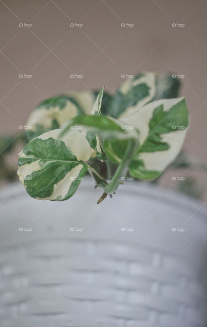 Pothos plants are one of my favorites.