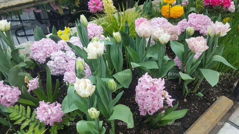 spring flowers