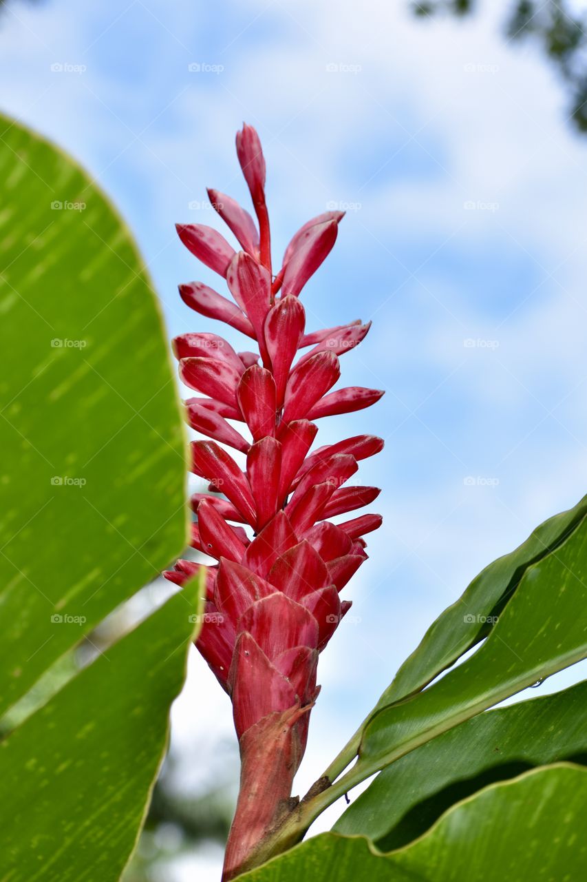 Bright pink ginger against the beautiful blue sky