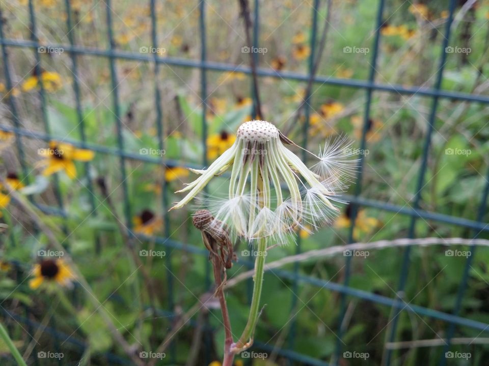 Perfectly Imperfect Dandelion