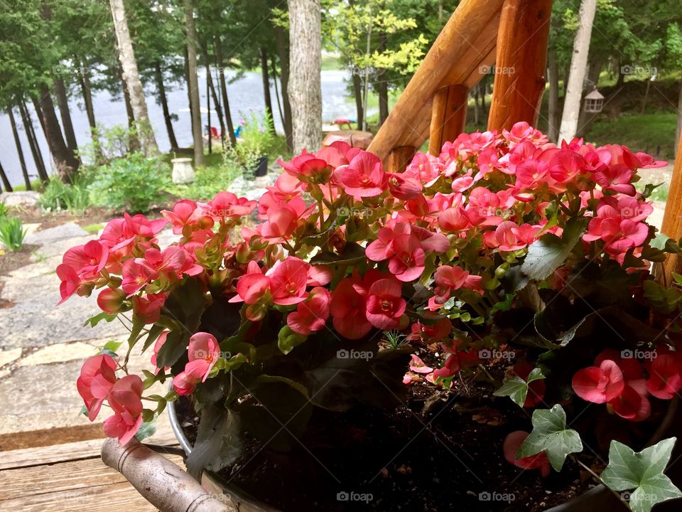 Blooming flowers in a pot