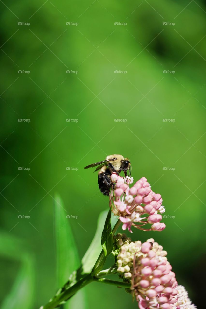 bee