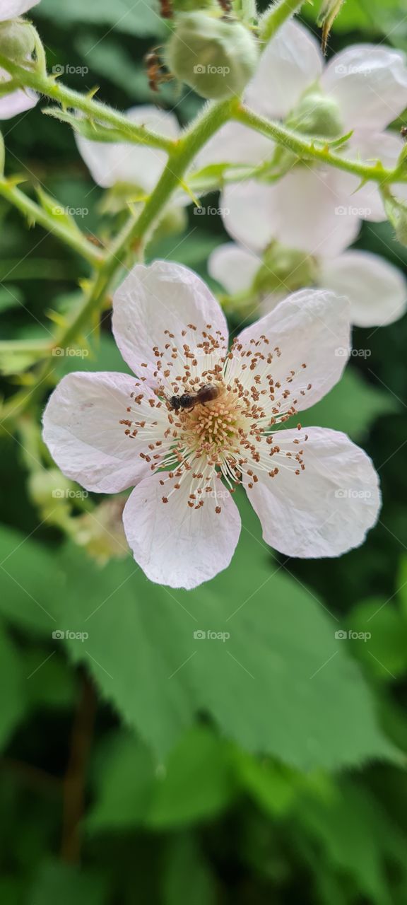 Rubus olmifolius Schott