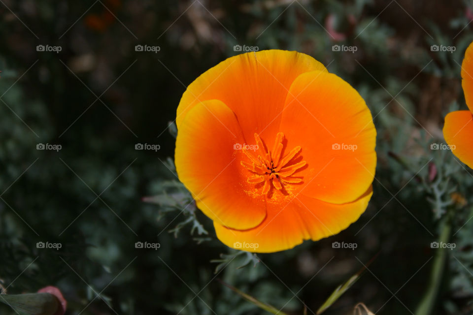 flower macro orange poppy by majamaki