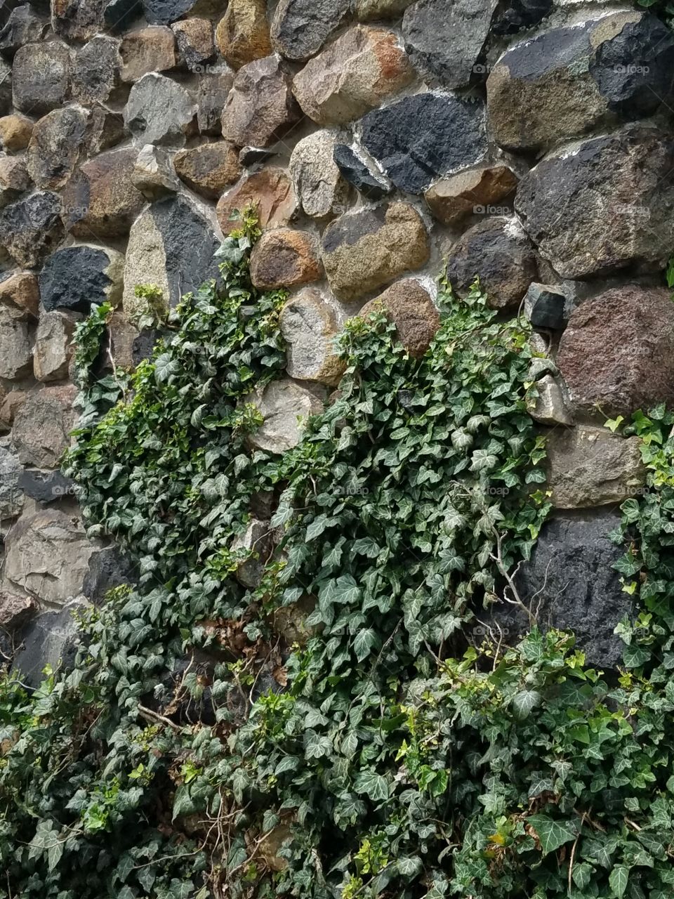 New vines on an old stone wall