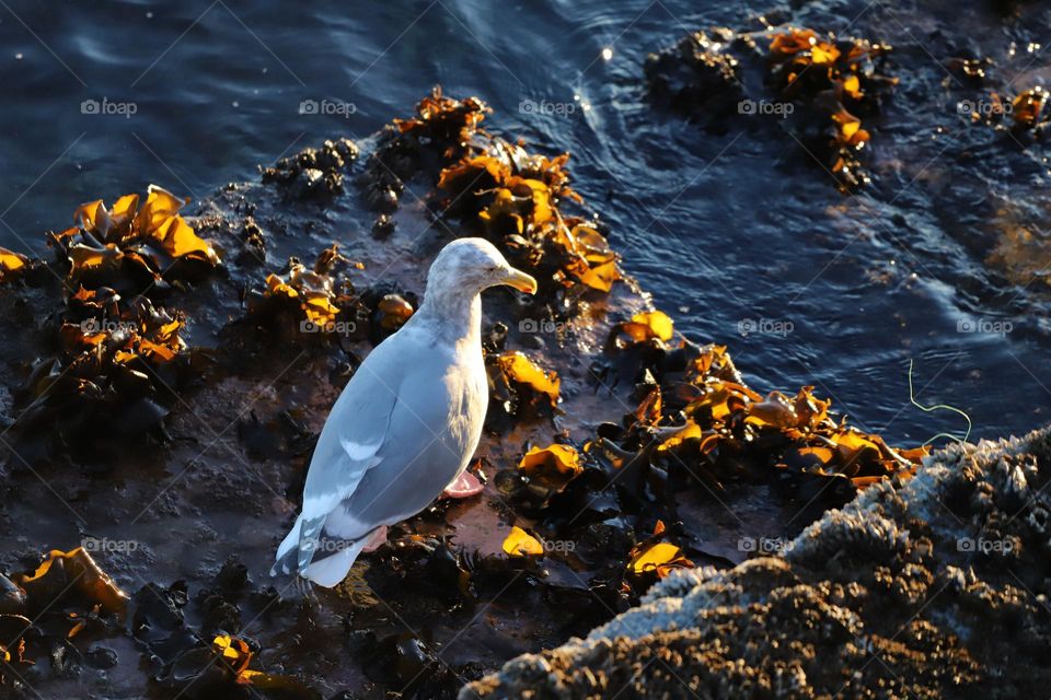 Seagull on the step by the ocean 