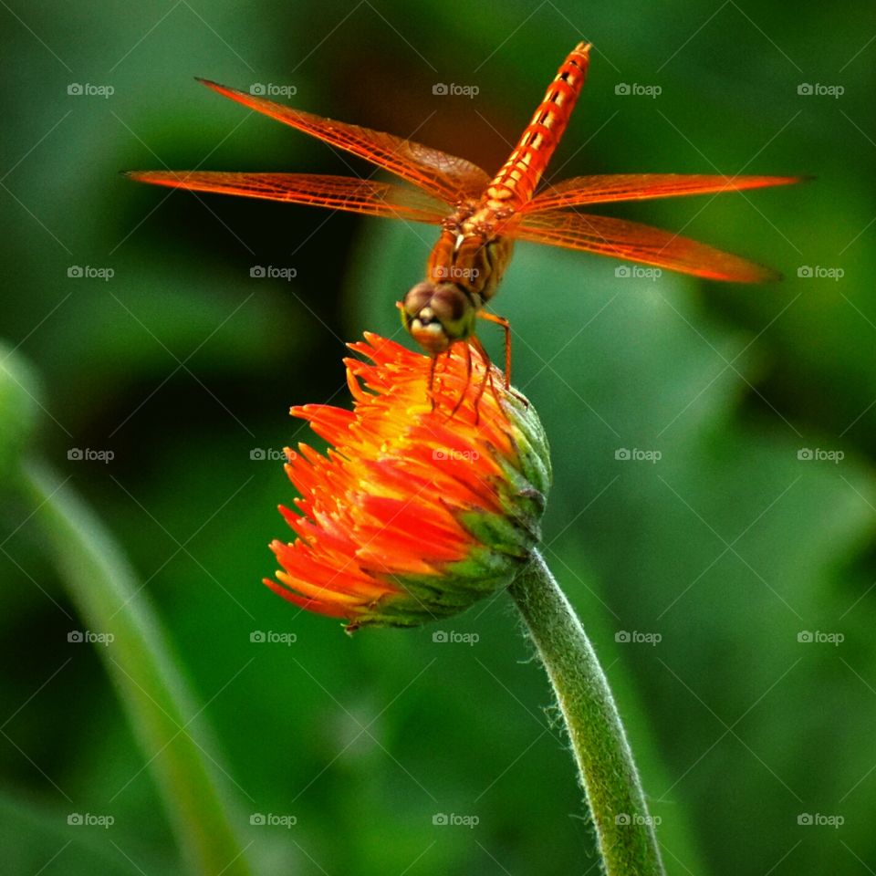 Flower & Dragonfly