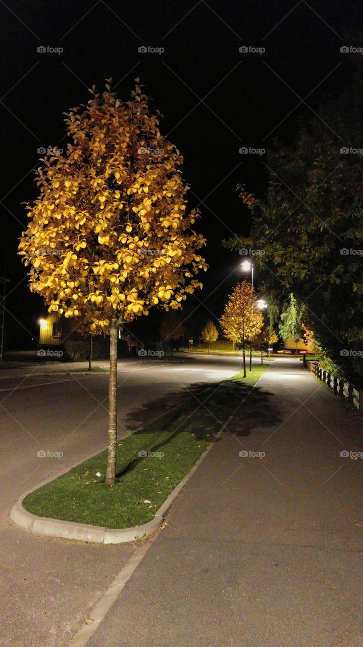 Yellow Tree. Evening walk.