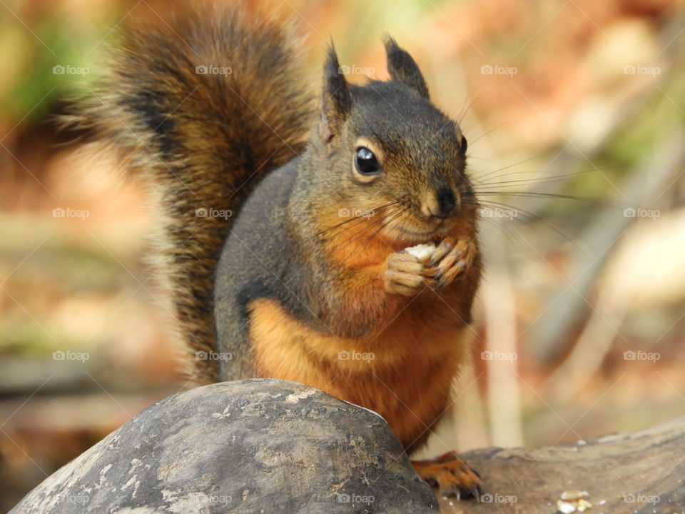Close up of squirrel eating