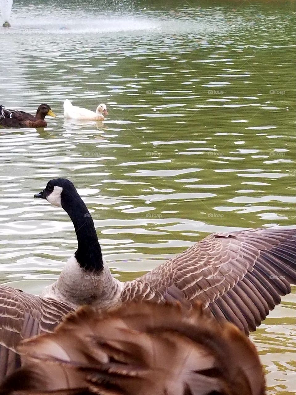 water geese