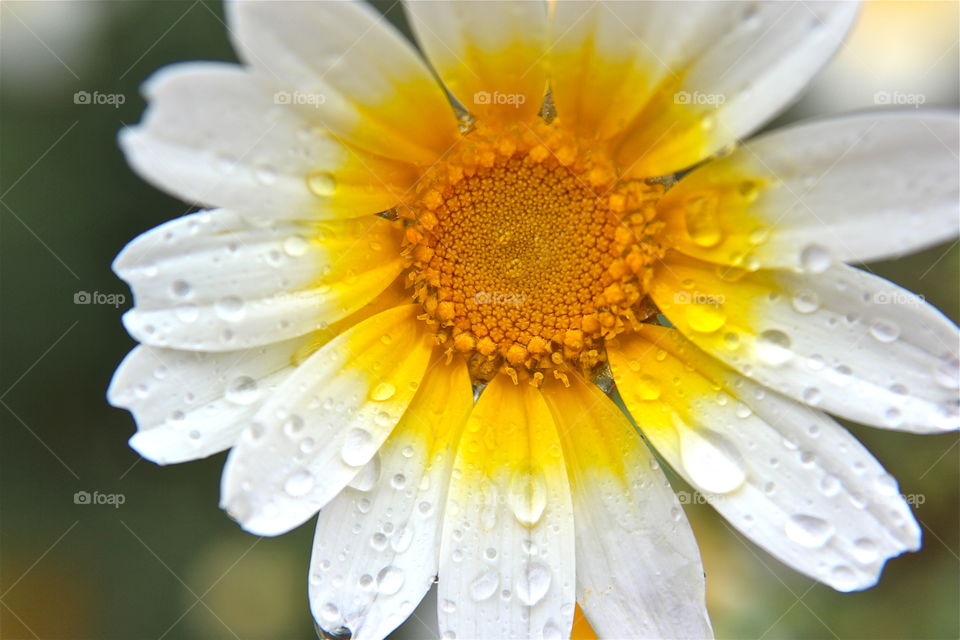 rainy daisy
