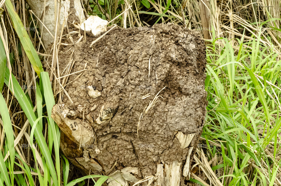 Termite Nest On Wire Fence Post